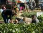 What is The Most Sorted Garden?
